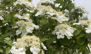 琼花可以吃吗（琼花不能和什么一起吃吗）