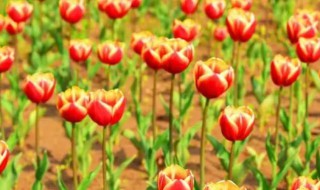 小孩能闻郁金香吗（小孩能闻郁金香吗）