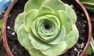 棕玫瑰多肉植物怎么养（多肉棕玫瑰的养殖方法）