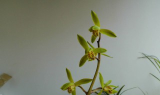 火烧兰怎么养 火烧土养兰