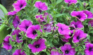 盆栽矮牵牛花怎么养 养矮牵牛花要用什么盆?