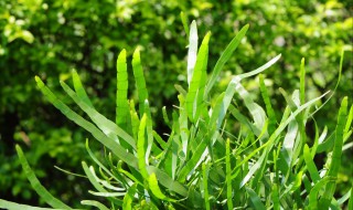 竹节蓼的栽培技术 竹节蓼怎么种植