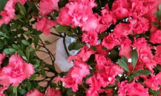 杜鹃花对新手来说不好养 杜鹃花好养么贴吧
