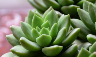 草玉露多肉 草玉露多肉怎么养