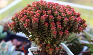 小米星多肉 小米星多肉下面枯萎了