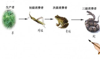 食物链至少有几个生物组成 构成食物链至少需要几种生物