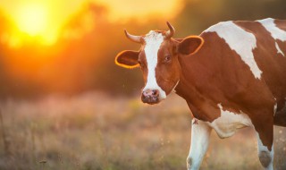 三山五岳唯我独尊指什么动物（三山五岳唯我独尊指什么动物和生肖）