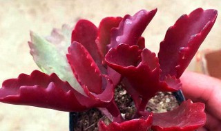 多肉植物朱莲怎么养 多肉植物朱莲怎么养殖