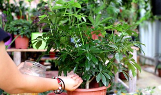 九头草的养殖方法和注意事项 九头兰怎么养殖方法和注意事项