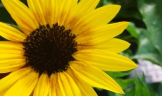 光辉岁月花怎么养 光辉岁月花的养殖方法和注意事项