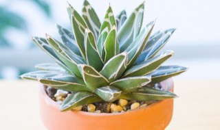 世之雪的养殖方法 世之雪的养殖方法和注意事项