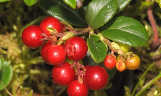 山里红的功效与作用有哪些 山里红的功效和作用怎么储存山里红
