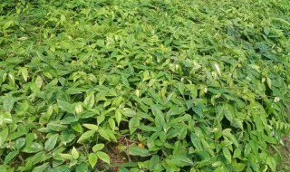 三叶青的功效与作用及食用方法 三叶青的功效与作用及禁忌的功效与作用