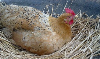 母鸡英语怎么读 母鸡英语怎么读hen