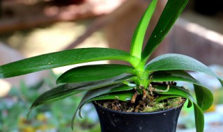 松针怎么养蝴蝶兰 松针怎么养蝴蝶兰视频