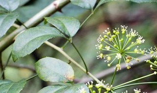 五加是什么意思（五加五是什么）