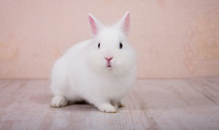 2022年运程兔(2022年兔年每月运程)