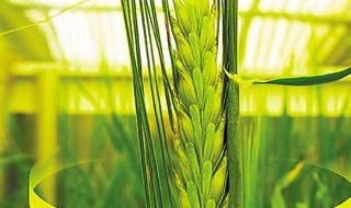 植物学对作物育种的重要意义（植物学对作物育种的重要意义是）