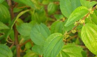 水麻草功效(水麻草什么功效和作用)