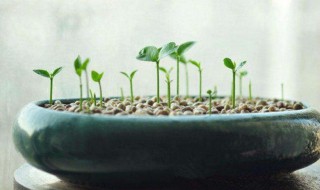 水果种子怎么做盆栽（用水果种子做盆栽）