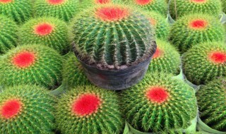 仙人球要晒太阳吗?多久晒一次好? 仙人球要晒太阳多久时间