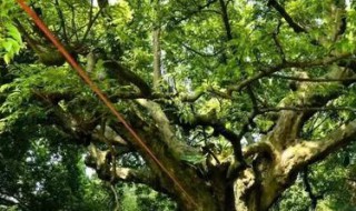 银莲树功效（银莲花的作用与功效）