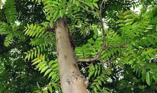 香椿树怎么养 香椿树怎样栽培