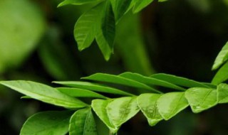 谷雨下雨好还是不下雨好 谷雨是不是要下雨