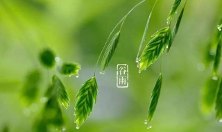 谷雨下雨代表什么（谷雨下雨意味着什么）