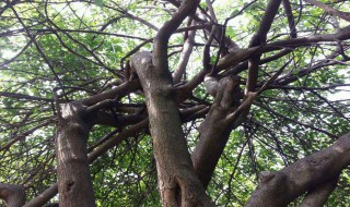 野葡萄属于什么科（野葡萄是什么）