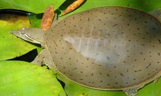 中华鳖属于什么科（中华鳖属于什么类动物）