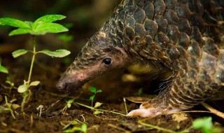 穿山甲属于什么纲的动物 穿山甲属于哪类动物类群