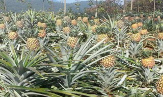 菠萝浸泡在盐水里隔夜能吃吗（菠萝浸泡在盐水里隔夜能吃吗有毒吗）