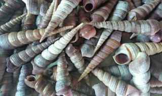 海鲜钉螺怎么洗最干净 海鲜钉螺怎么做