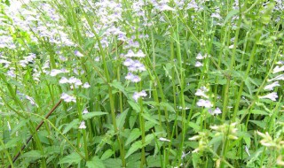 半枝莲属于什么科属（半枝莲是药材吗）