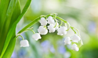 风铃草什么时候播种（风铃草什么时候播种什么时候开花）