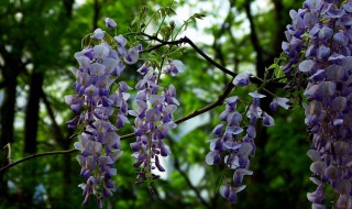 紫藤怎么移植 紫藤怎么移植方法