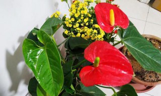 红掌需要晒太阳吗 红掌需要经常浇水吗