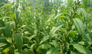 芝麻种植行距和株距（芝麻种植行距和株距视频）