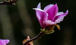 紫玉兰喜欢什么土（紫玉兰用什么土）