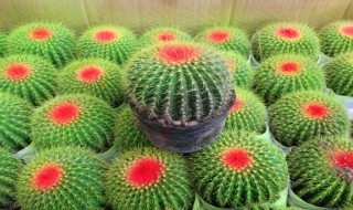 水培仙人球的方法（水培仙人球怎么养）