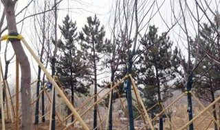 新移植的树木如何浇水（新移植的树木如何浇水施肥）