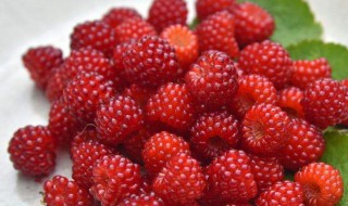 三月泡种植技术 三月泡种子