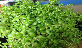 垂盆草徒长了怎么办（垂盆草为什么会叶子烂了）