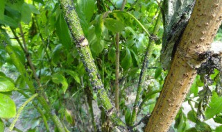 生物防治的方法（生物防治的三种方法）