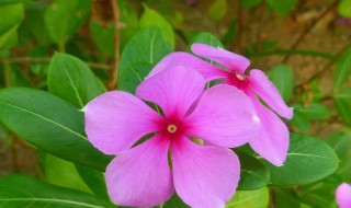 长春花的花朵怎么越开越小 长春花花朵为什么越长越小