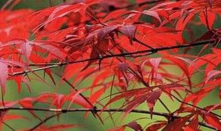 怎样使红枫叶子更红（怎么让红枫叶子更红）