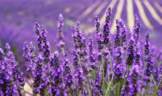 薰衣草的生长习性有哪些（薰衣草的生长环境和条件）
