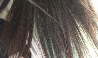 头发分叉发黄怎么办（头发分叉发黄是什么原因）