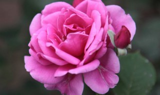 四川适合种什么花 四川适合种什么花树